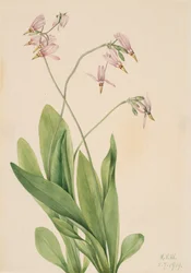 Estrella fugaz Dodecatheon meadia, 1919