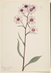 Aster conspicuo (Aster conspicuus)