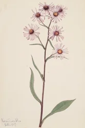 Áster vistoso Aster conspicuus