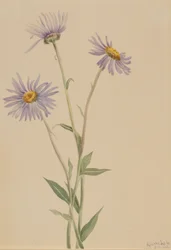 Florecilla vistosa (Erigeron salsuginosus)