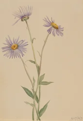 Erigeron salsuginosus, 1902