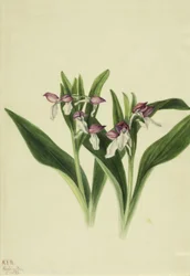 Orchis spectabilis vistosa, 1926