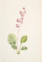 Pyrola asarifolia, ca. 1903