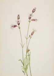 Silene multicaulis, ca. 1900-1920