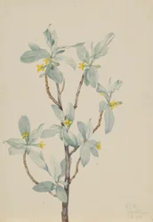 Arrayán (Elaeagnus commutata)