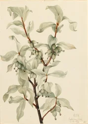 Arrayán (Elaeagnus commutata)