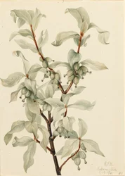 Elaeagnus commutata, 1922