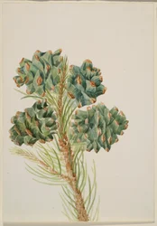 Pino de una hoja (Pinus monophylla)