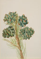 Pino de una sola hoja, ca. 1930s