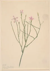 Flor esqueleto (Lygodesmia juncea)