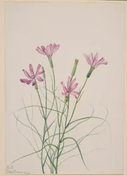 Hierba esqueleto (Lygodesmia grandiflora)