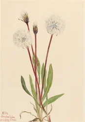 Agoseris esbelta (Agoseris gracilens)