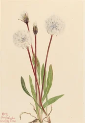 Agoseris Delgada Agoseris gracilens, 1922