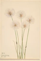 Hierba algodonera fina (Eriophorum chamissonis)