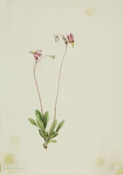 Dodecatheon pauciflorum (Dodecatheon pauciflorum)