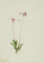 Dodecatheon pauciflorum, 1909