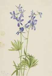 Delphinium depauperatum (Delphinium depauperatum)