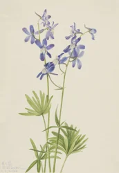 Espuela de caballero delgada Delphinium depauperatum, 1924