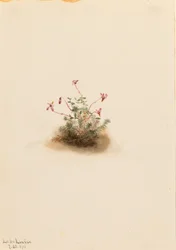 Arándano pequeño (Oxycoccus palustris)