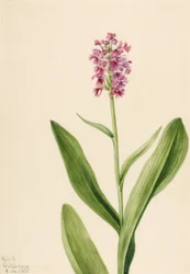 Pequeña orquídea de flecos púrpura Habenaria psychodes, 1932