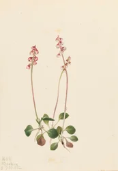 Pyrola menor, 1922