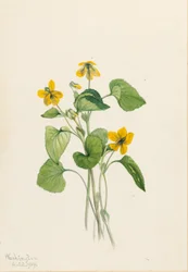 Violeta amarilla lisa (Viola eriocarpa)