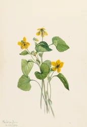 Violeta amarilla suave Viola eriocarpa, 1919
