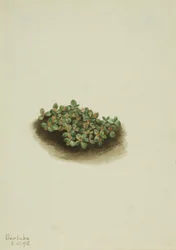 Sauce de las nieves (Salix nivalis)