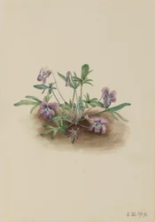 Violeta de la costa sur (Viola septemloba)