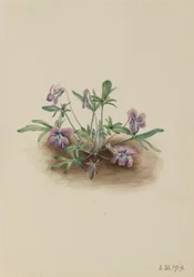 Violeta de la costa sur Viola septemloba, 1919