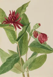 Calycanthus occidentalis, principios de los años 1930