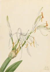 Lirio araña (Hymenocallis rotata)