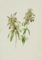 Bálsamo de abeja manchado Monarda punctata, 1919