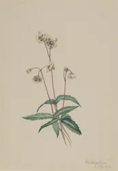 Pipsissewa moteada (Chimaphila maculata)