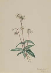 Pipsissewa Manchada Chimaphila maculata, 1918