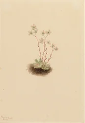 Saxifraga manchada Saxifraga bronchialis