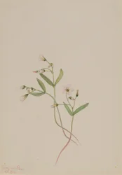Bella de primavera (Claytonia lanceolata)