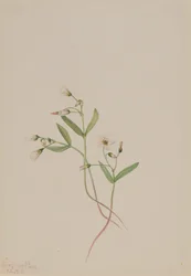 Belleza de primavera Claytonia lanceolata