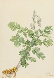 Maíz ardilla (Bikukulla canadensis)