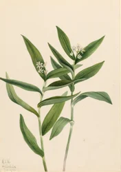 Vagnera estrellada (Star Vagnera)
