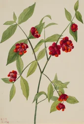 Arbusto de fresa: "Corazones llenos de amor" (Euonymus Americanus)