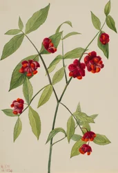 Arbusto de fresas - Corazones reventando de amor Euonymus Americanus, 1930