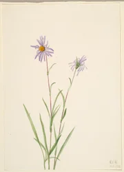 Aster paludosus (Aster paludosus)