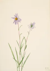 Aster del Pantano Aster paludosus, 1922