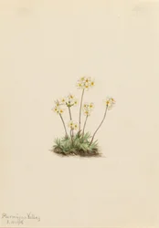 Androsace dulce (Androsace carinata)