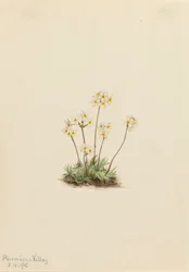 Androsace dulce Androsace carinata