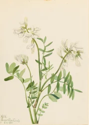 Malvavisco (Hedysarum mackenzii)