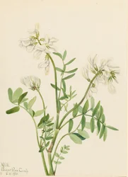 Hedysarum mackenzii, 1921