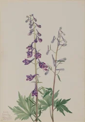 Espuela de caballero (Delphinium elongatum)