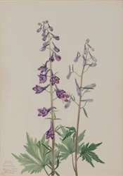 Espuela de caballero alta Delphinium elongatum